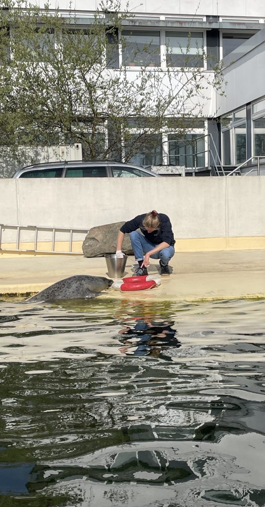 Feeding the seals in front of the aquarium