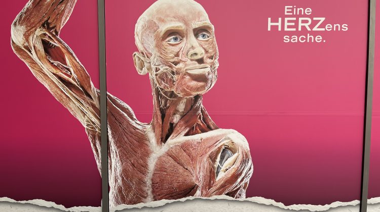 The “Body Worlds“ exhibition