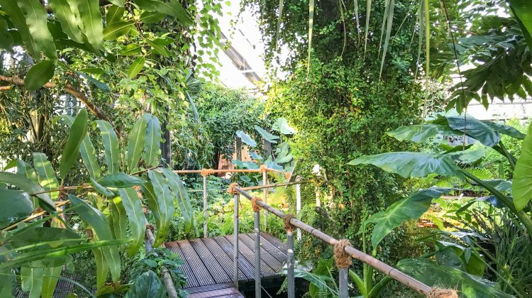 Walkway in the Tropenhaus CAU´s Botanical Garden Kiel