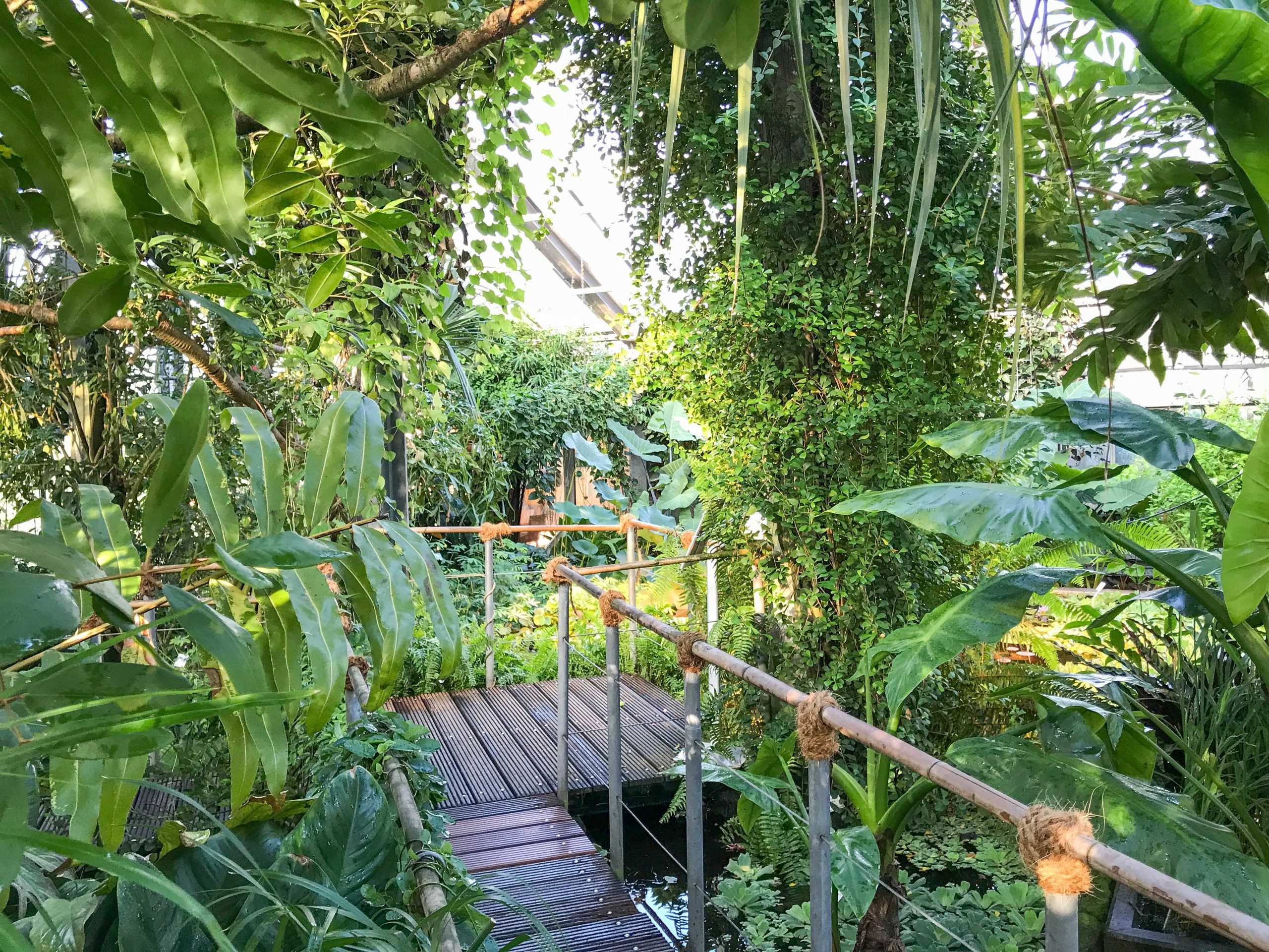 Walkway in the Tropenhaus CAU´s Botanical Garden Kiel