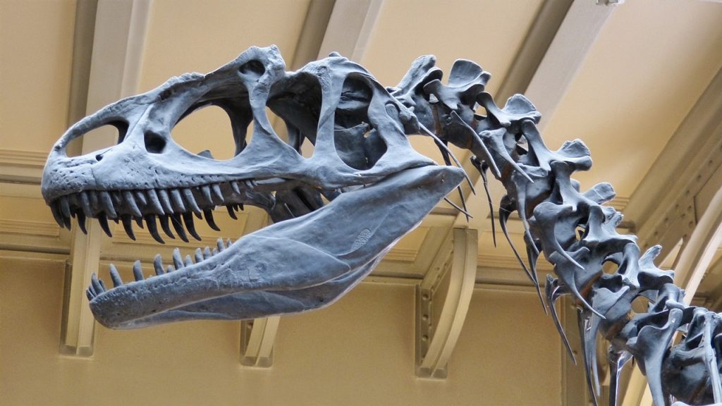 Dinosaur skeleton in zoo museum. Photo by Gabriele Staskeviciute