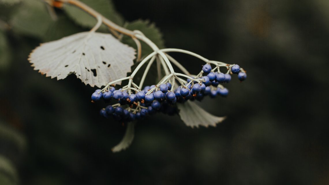 Lilac berry bush-melissa-mjoen-unsplash